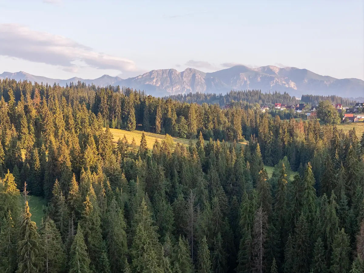 Tatry nad świerkowym lasem w wieczornym świetle